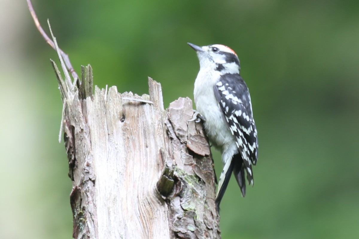 Downy Woodpecker - ML620716420