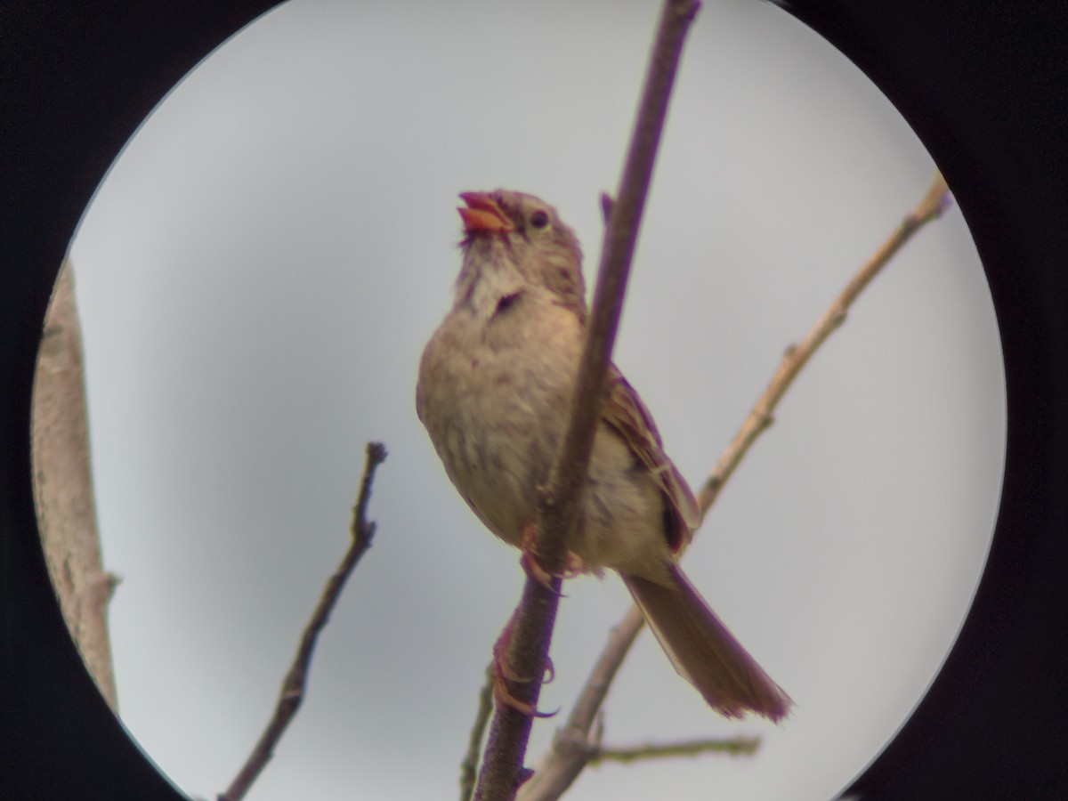 Field Sparrow - Steven Romo