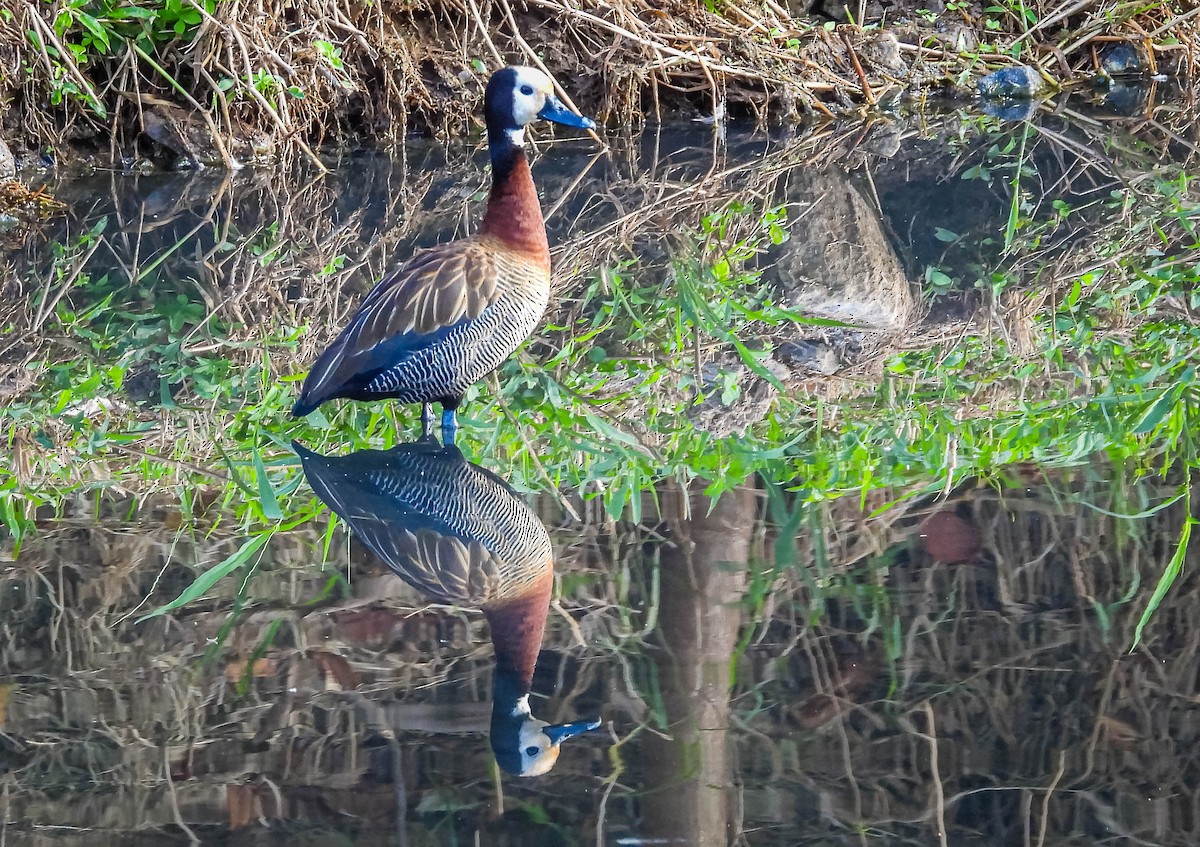 White-faced Whistling-Duck - ML620716424