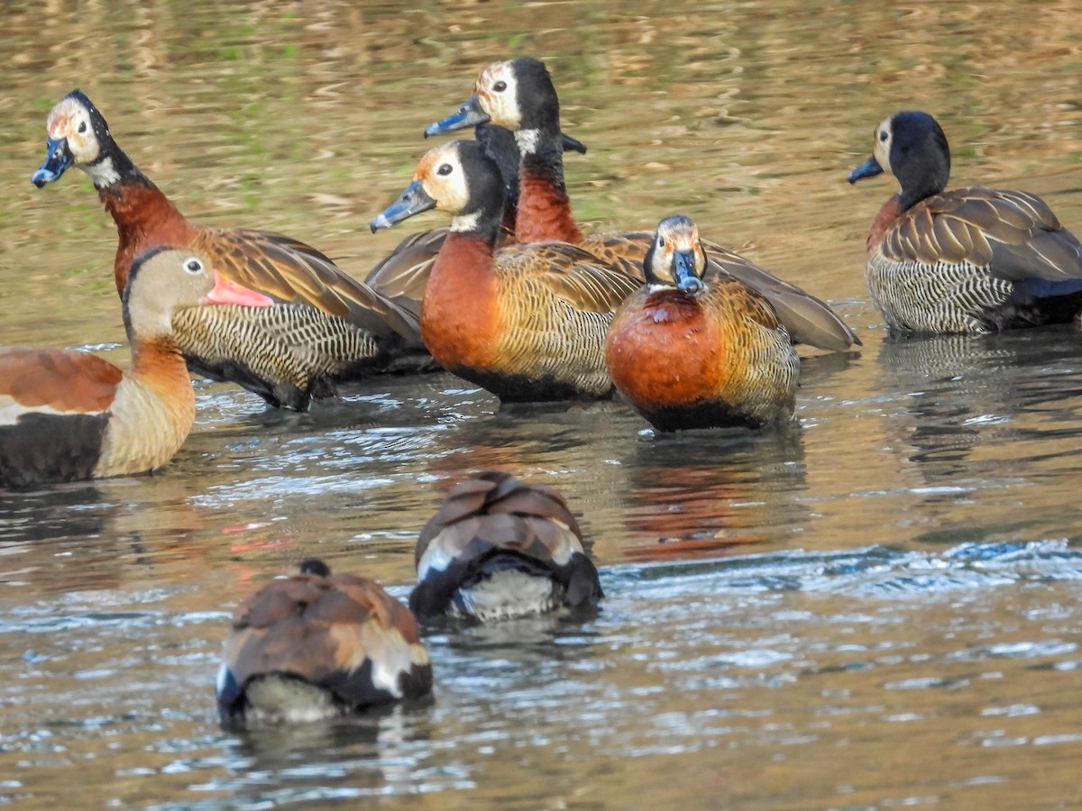 White-faced Whistling-Duck - ML620716426