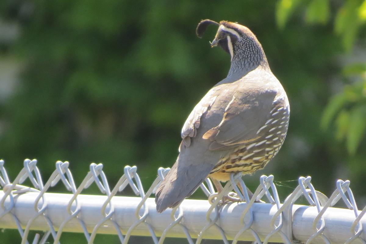 California Quail - ML620716428