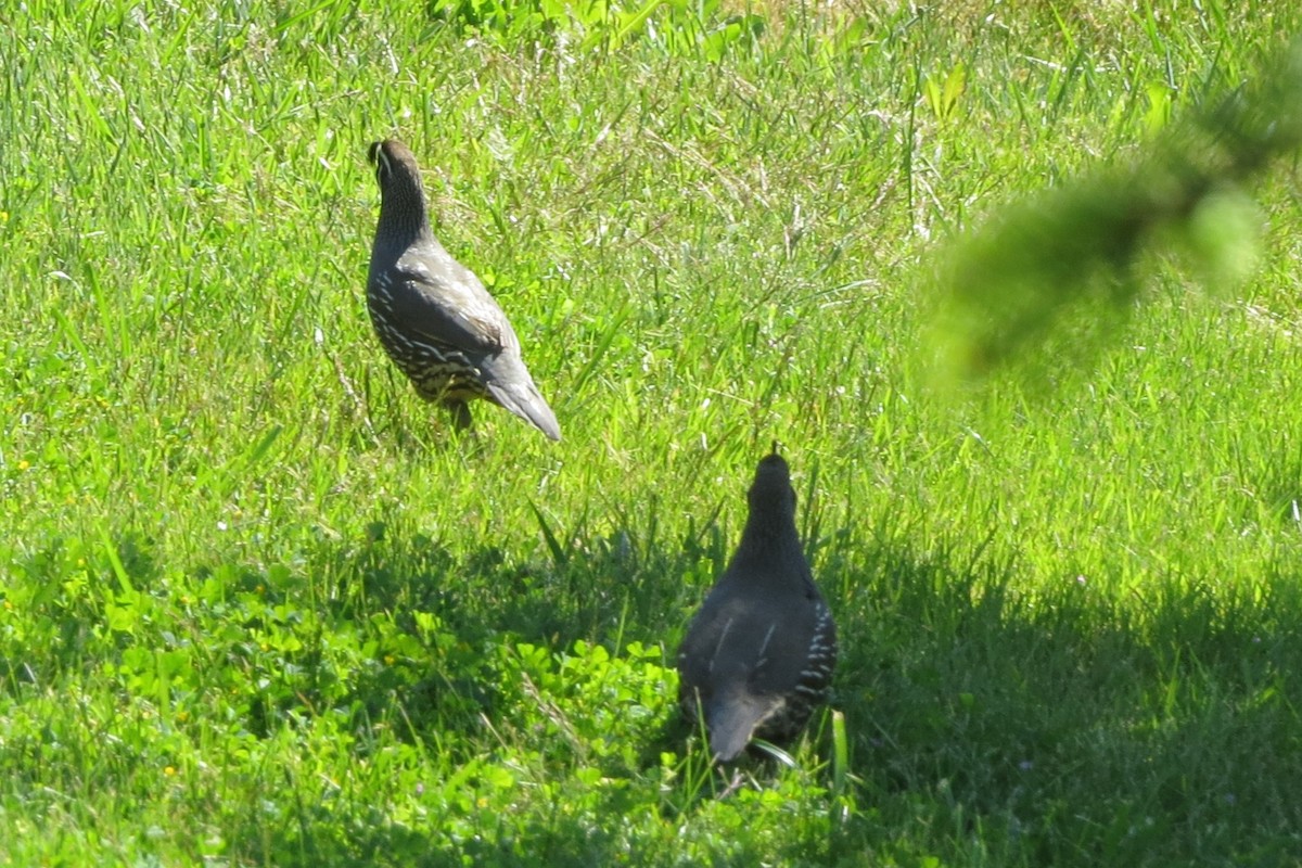 California Quail - ML620716429