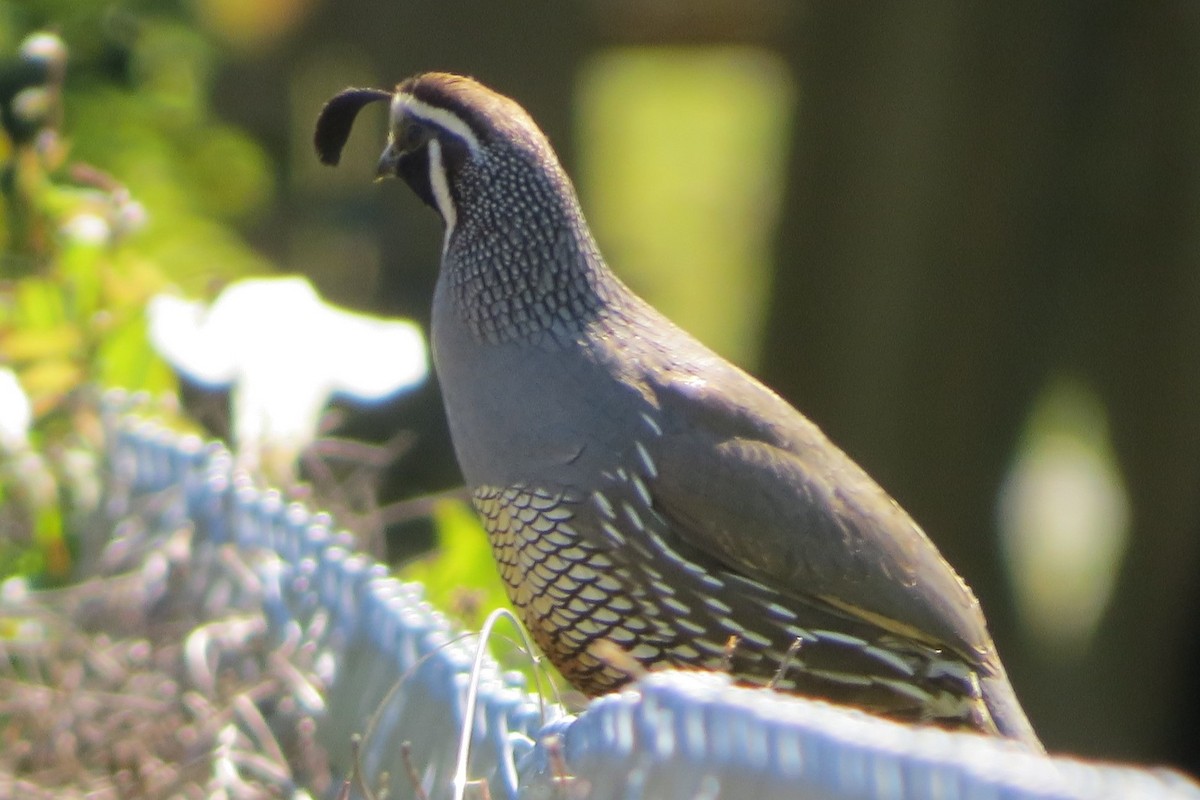 California Quail - ML620716430