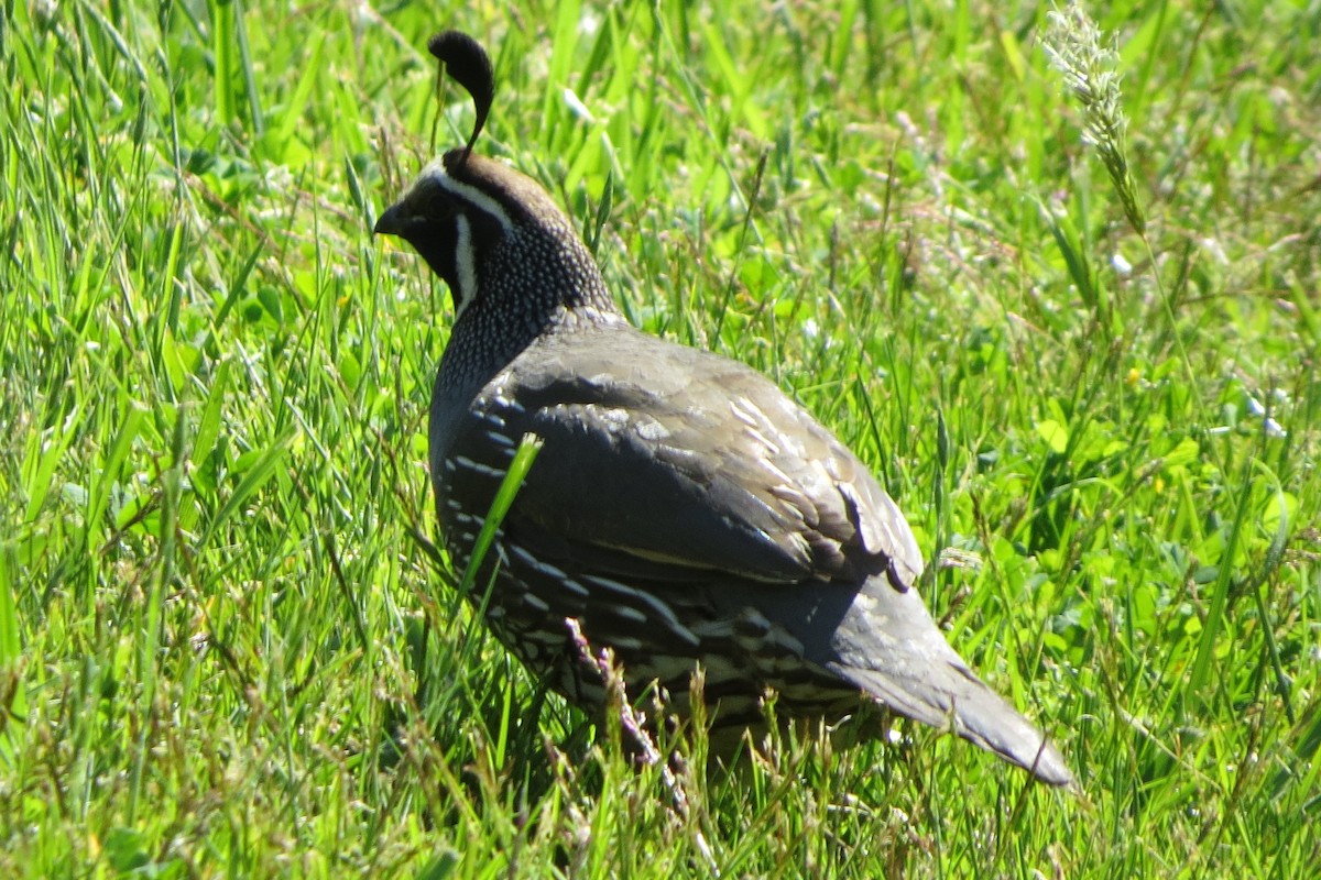 California Quail - ML620716431