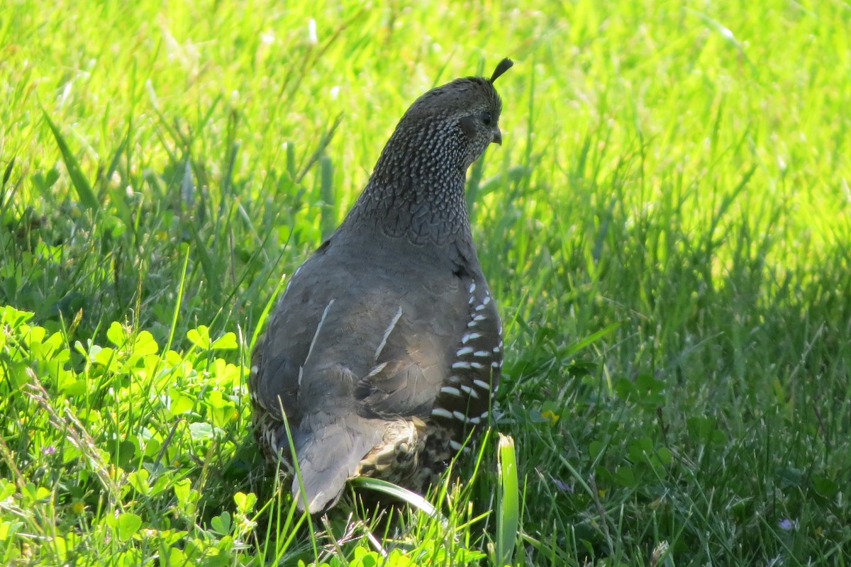 California Quail - ML620716432