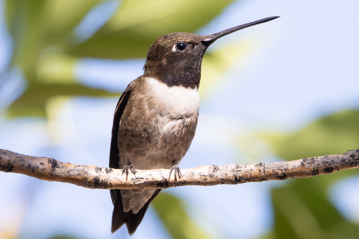 Colibri à gorge noire - ML620716443