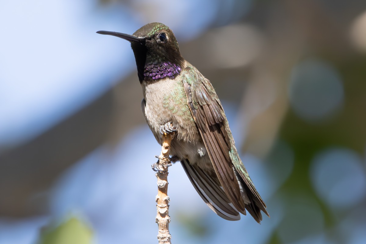 Black-chinned Hummingbird - ML620716444