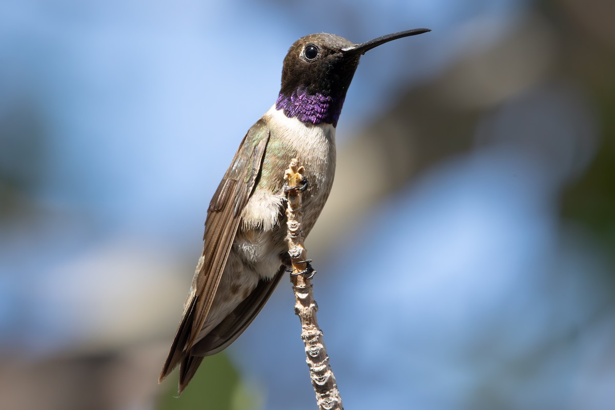 Black-chinned Hummingbird - Dylan Osterhaus