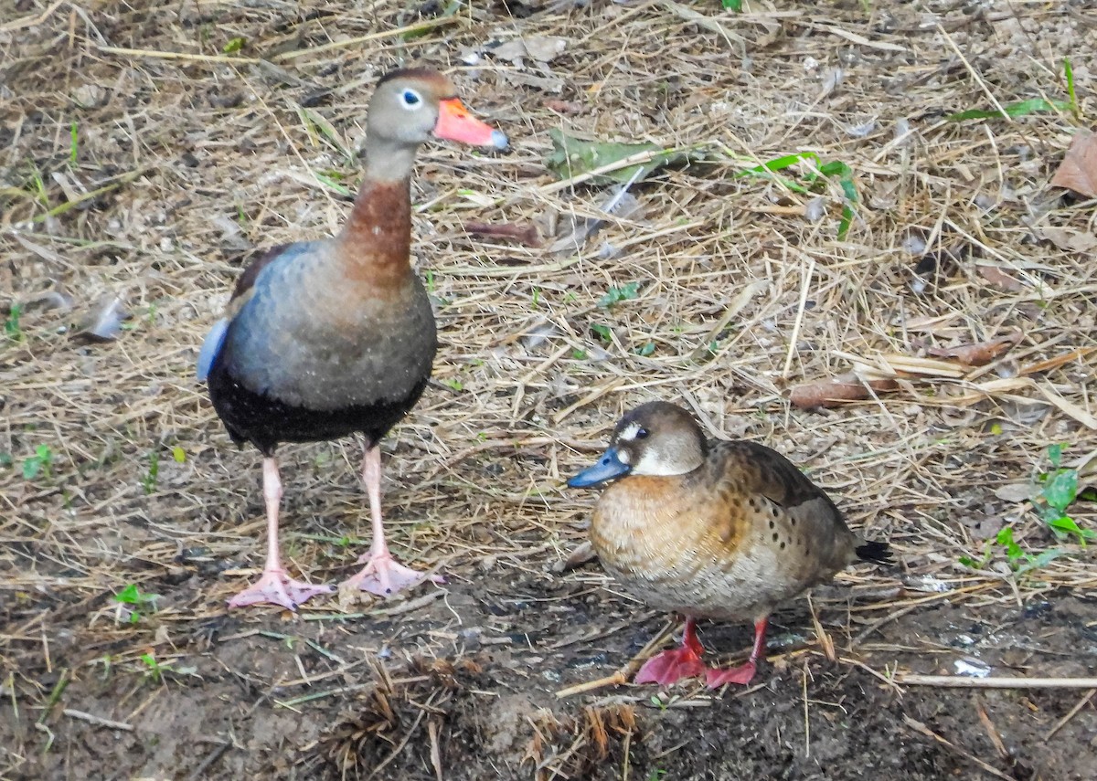 Black-bellied Whistling-Duck - ML620716447