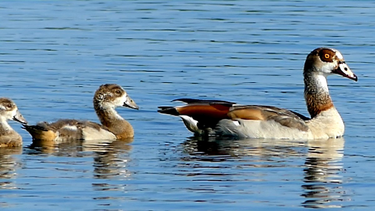 Egyptian Goose - ML620716449