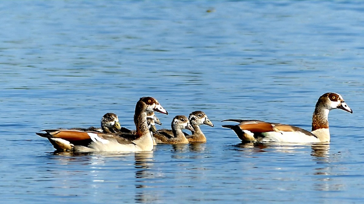 Egyptian Goose - ML620716450