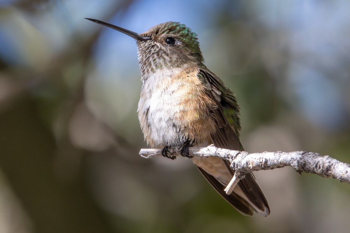 Broad-tailed Hummingbird - ML620716452