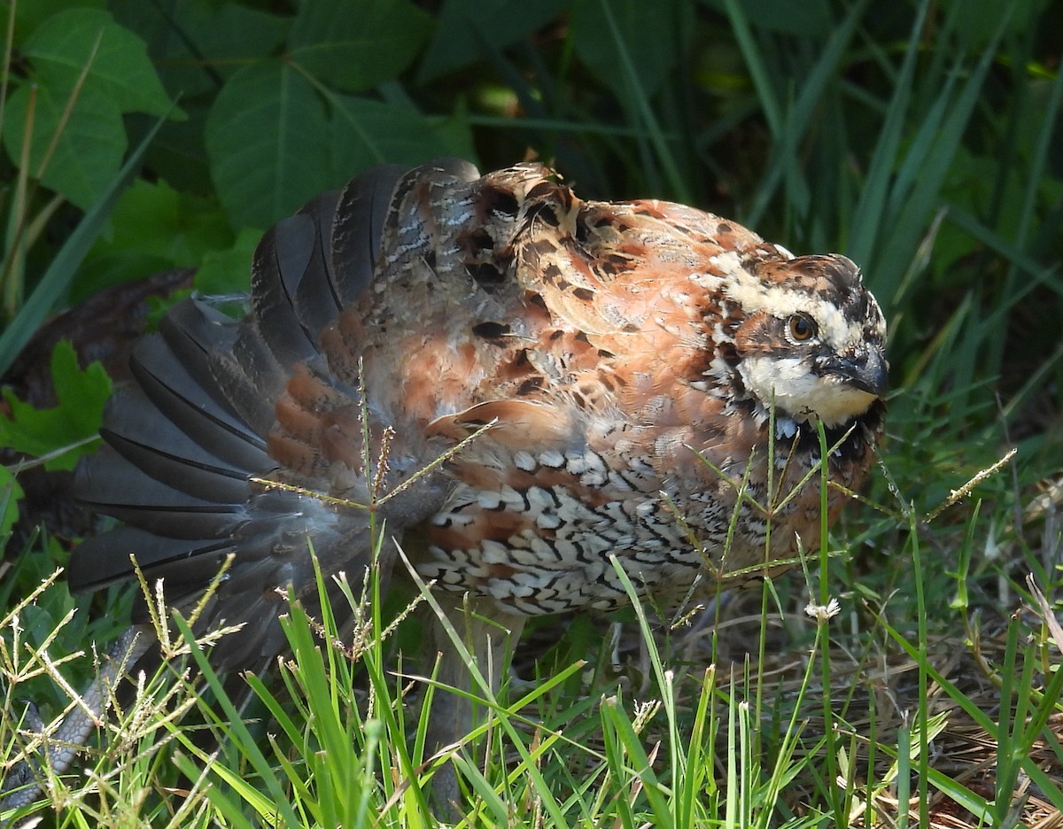 Northern Bobwhite - Jeffrey Blalock