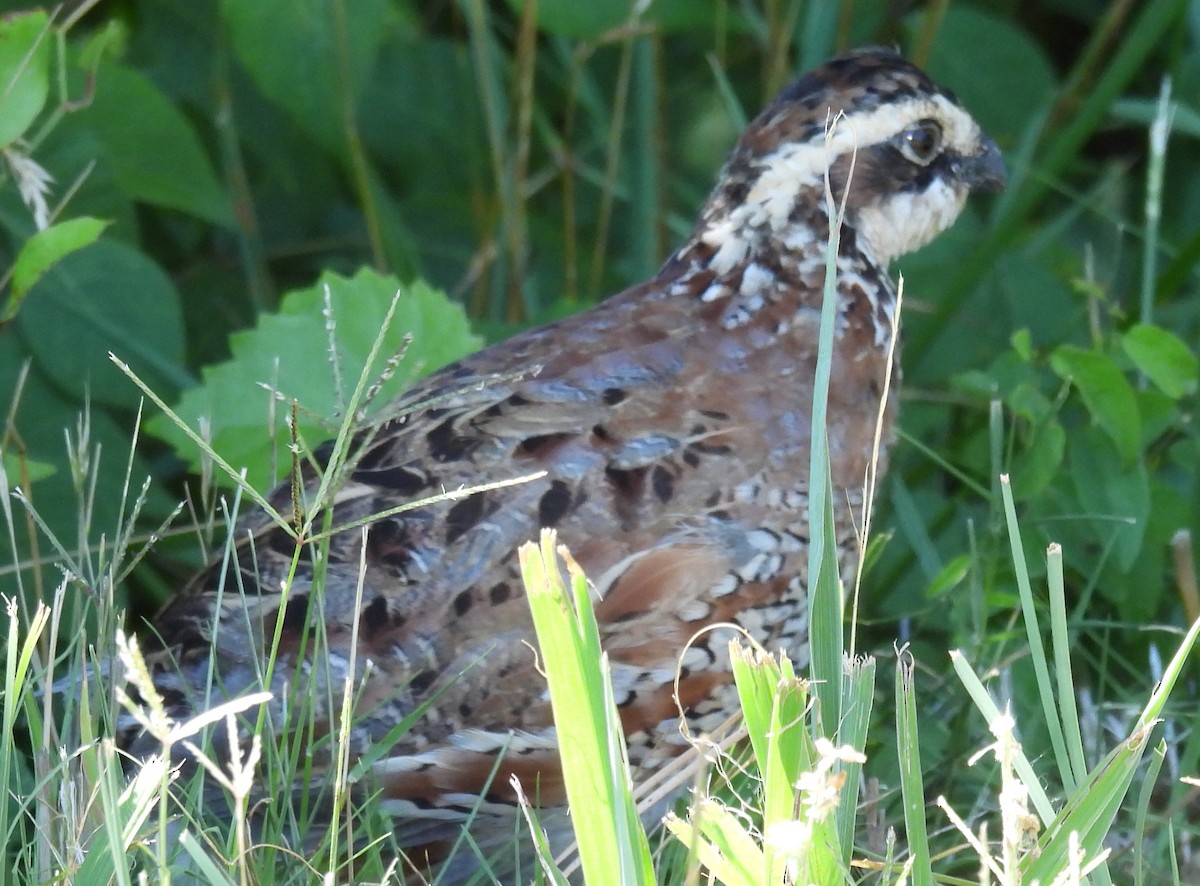 Northern Bobwhite - ML620716455