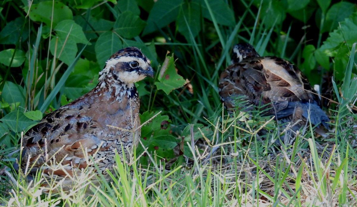 Northern Bobwhite - ML620716456