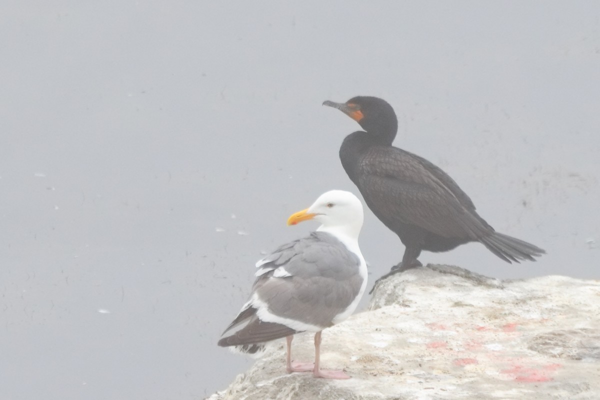 Western Gull - ML620716458