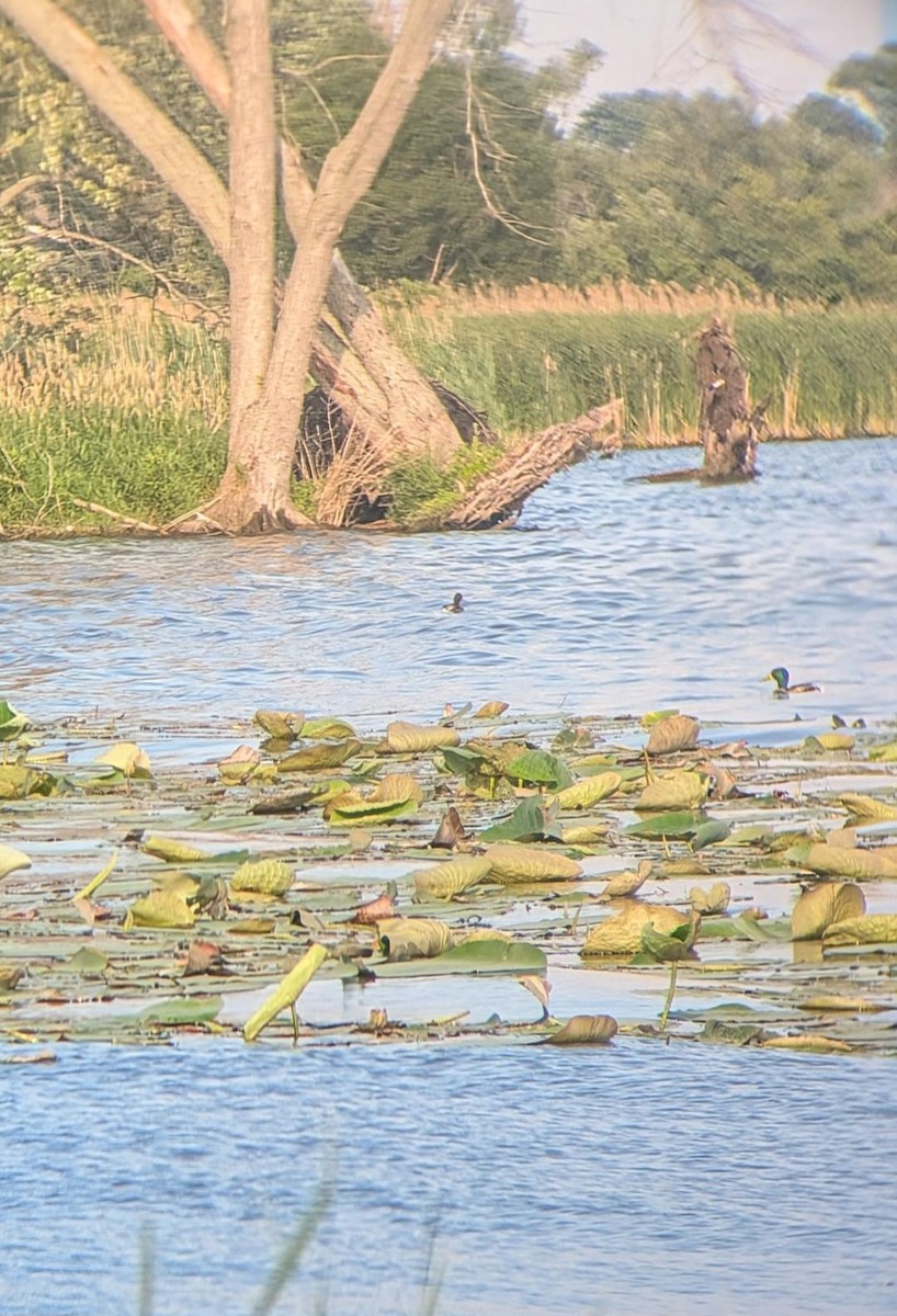 Lesser Scaup - ML620716460