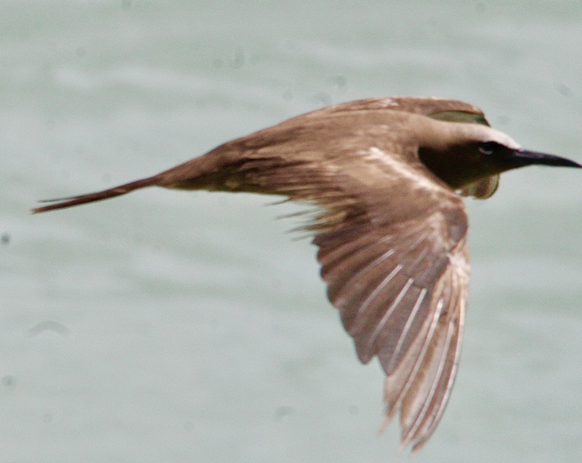 Brown Noddy - ML620716461