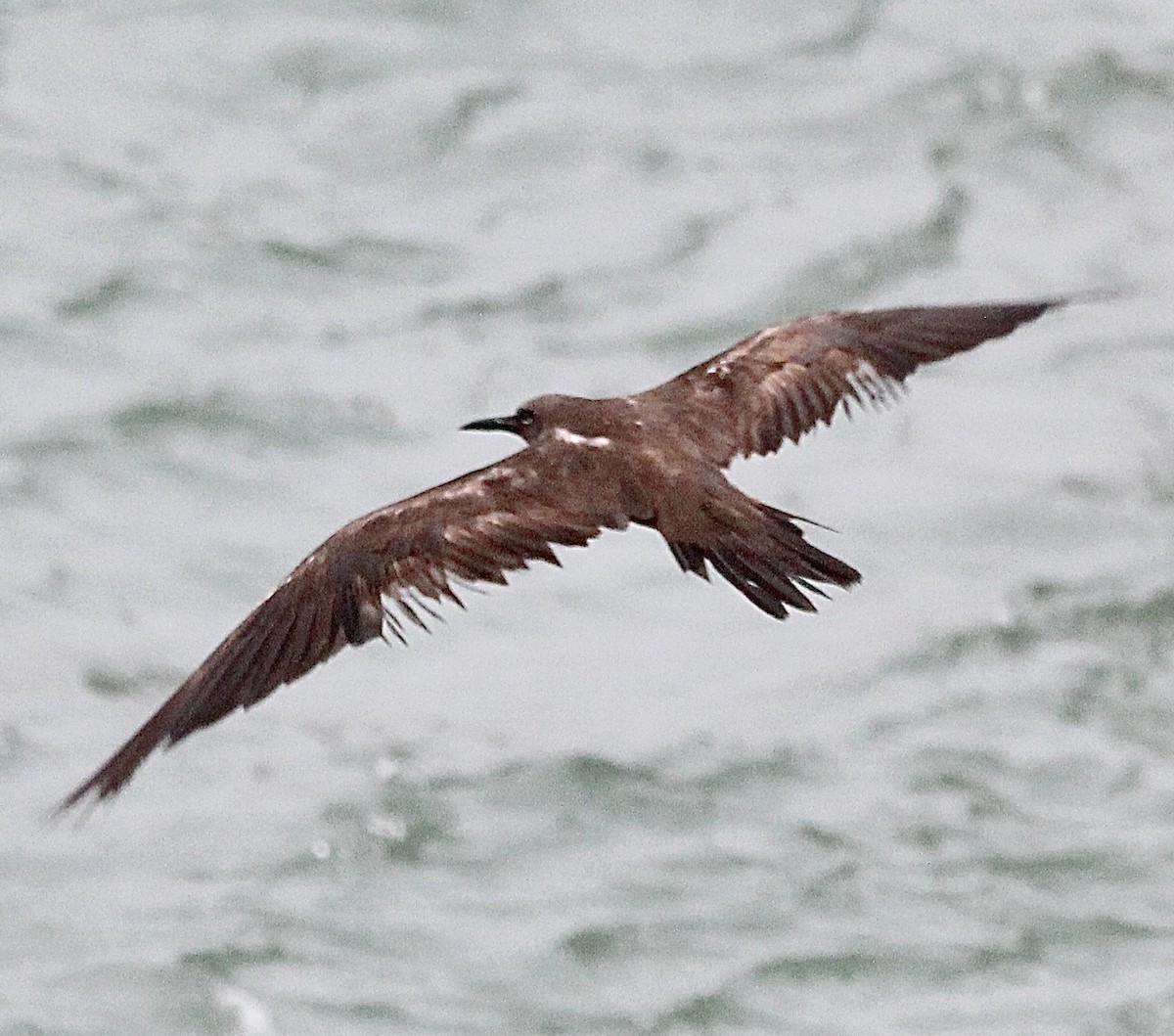 Brown Noddy - Ioa Byrne