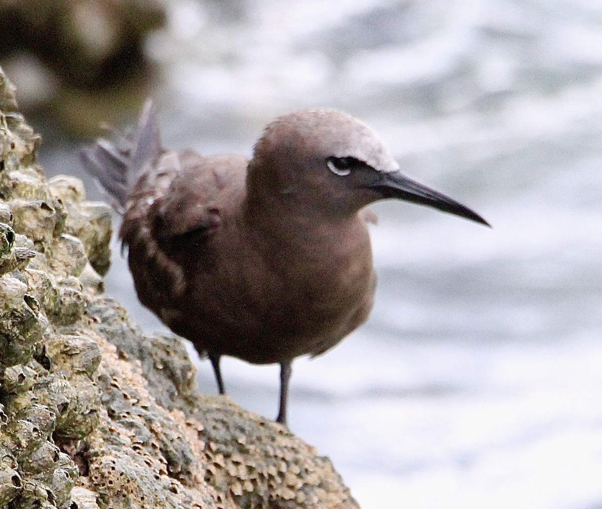 Brown Noddy - ML620716463