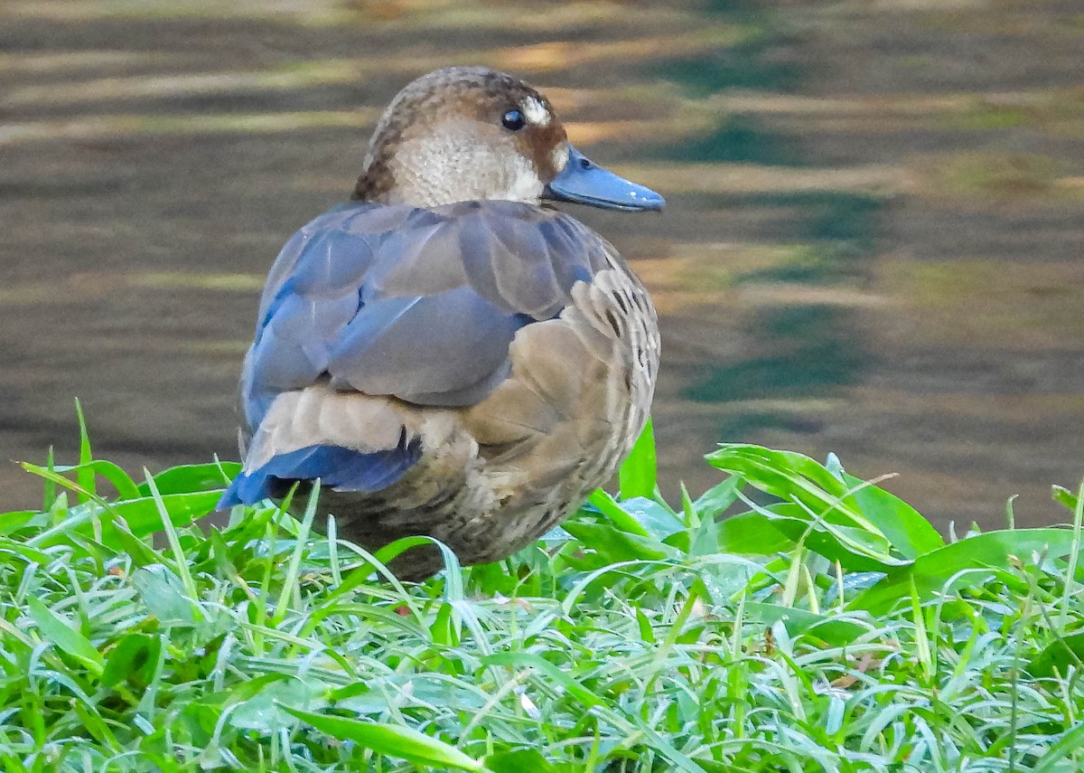 Pato Brasileño - ML620716466