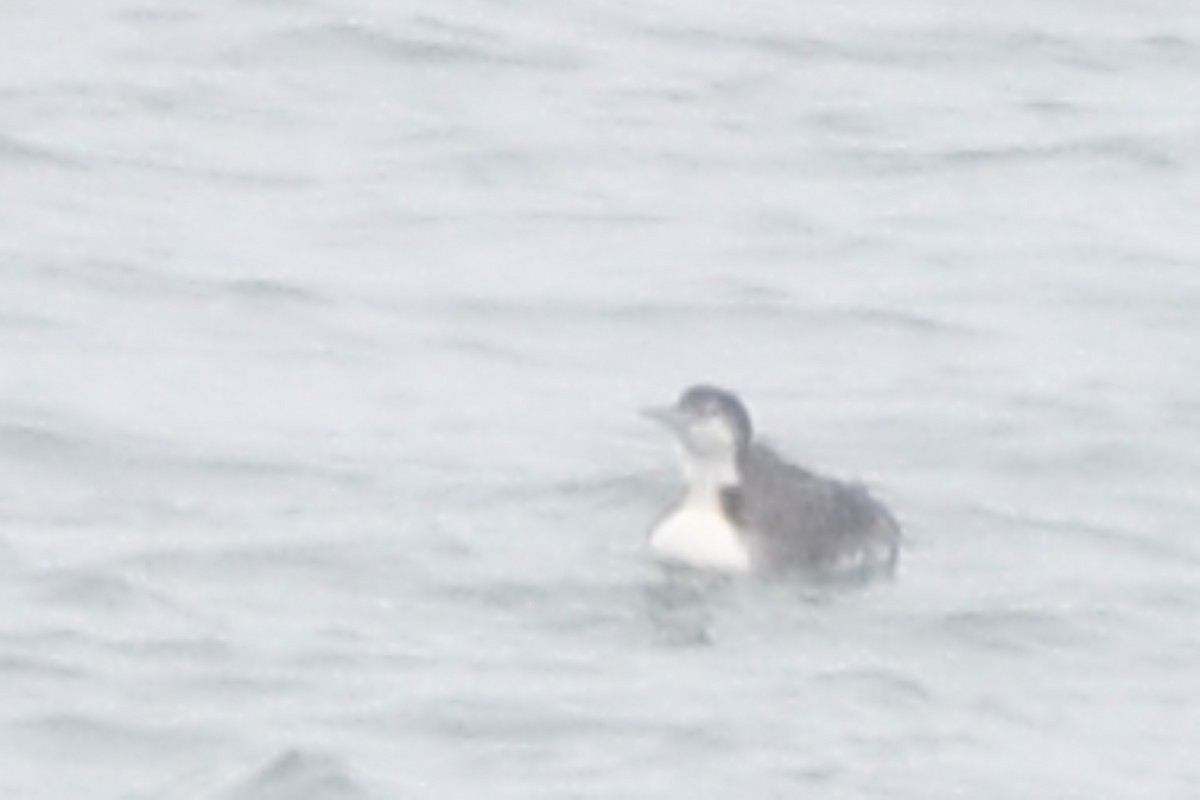 Pacific Loon - ML620716468