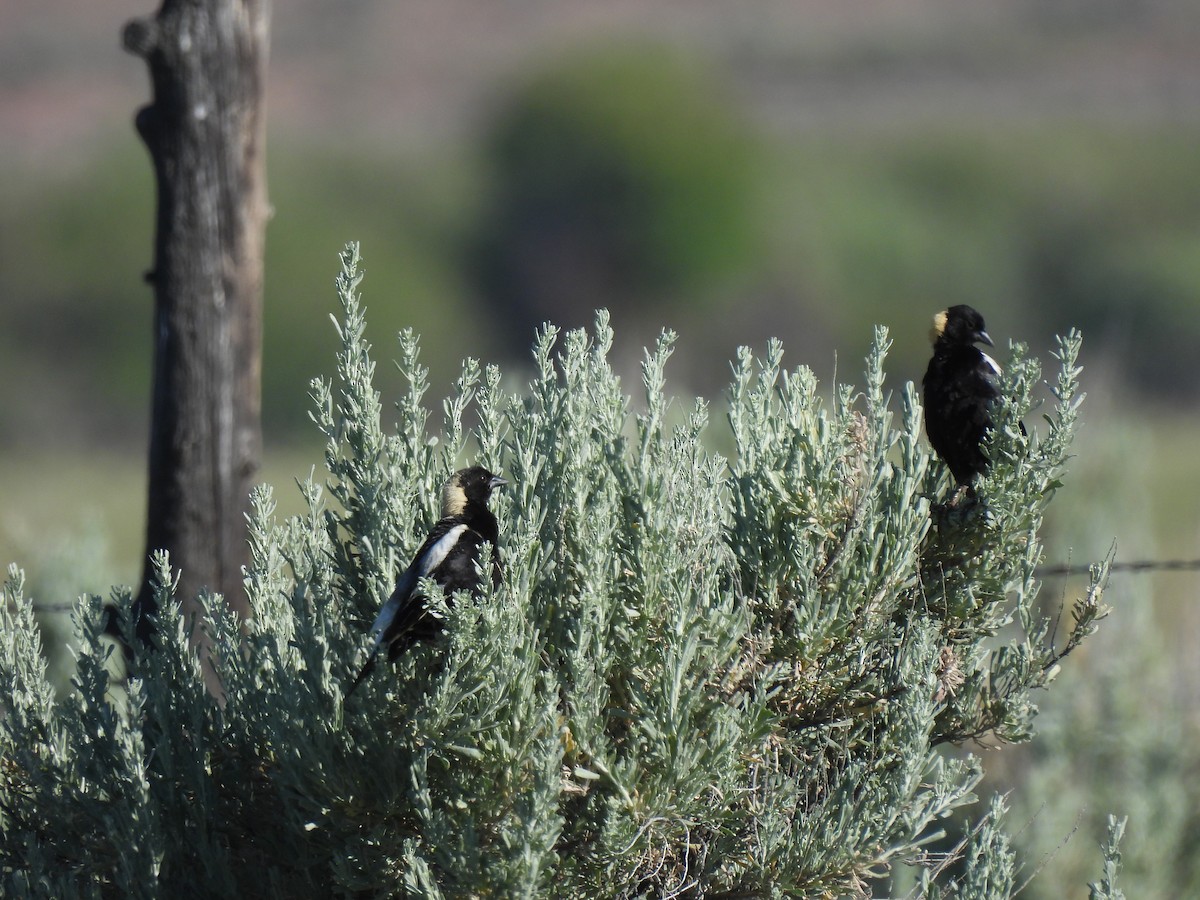 Bobolink - ML620716470