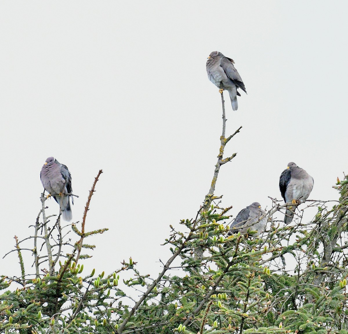 Band-tailed Pigeon - ML620716471