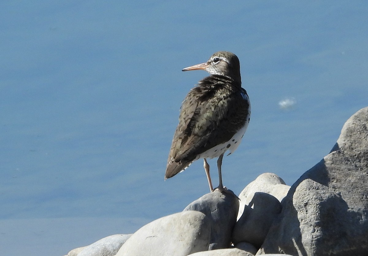 Spotted Sandpiper - ML620716472