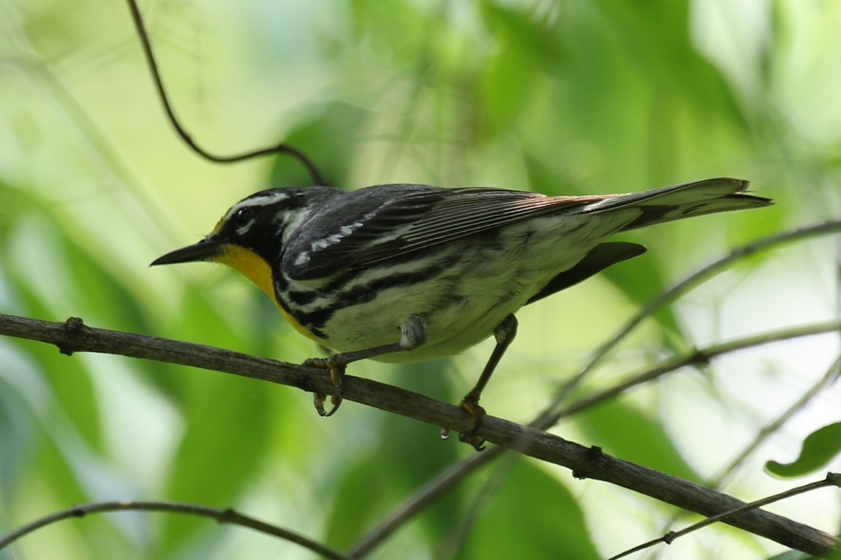 Yellow-throated Warbler - ML620716473