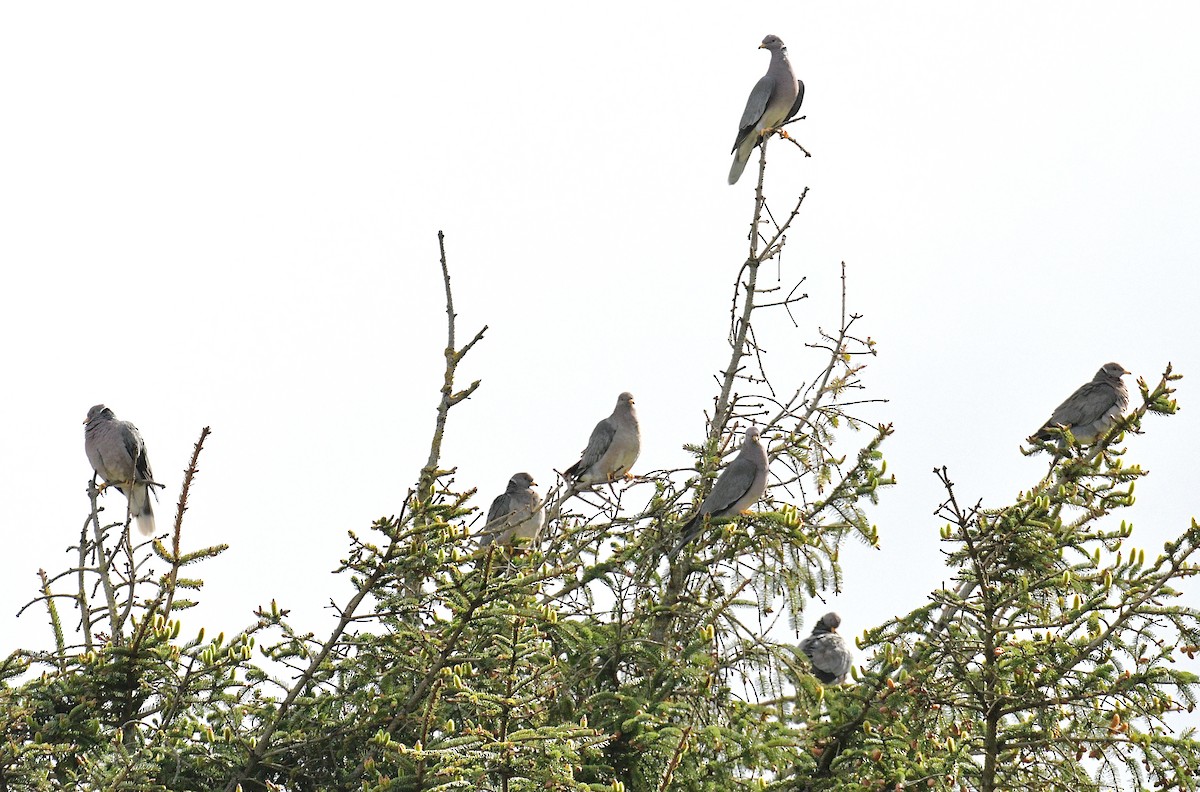 Band-tailed Pigeon - ML620716474