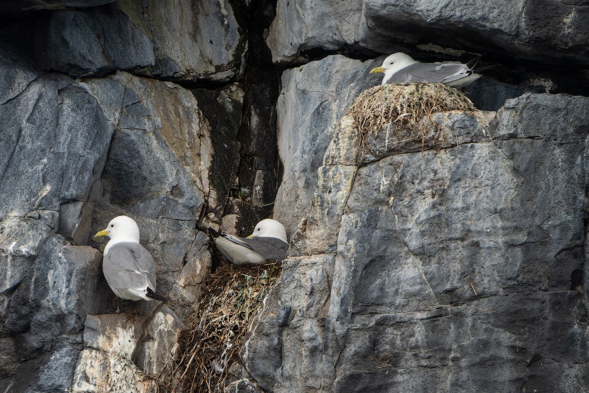 Mouette tridactyle - ML620716475