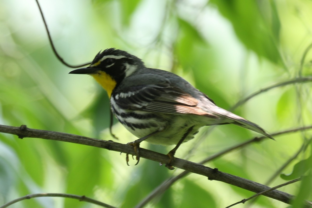 Yellow-throated Warbler - ML620716477