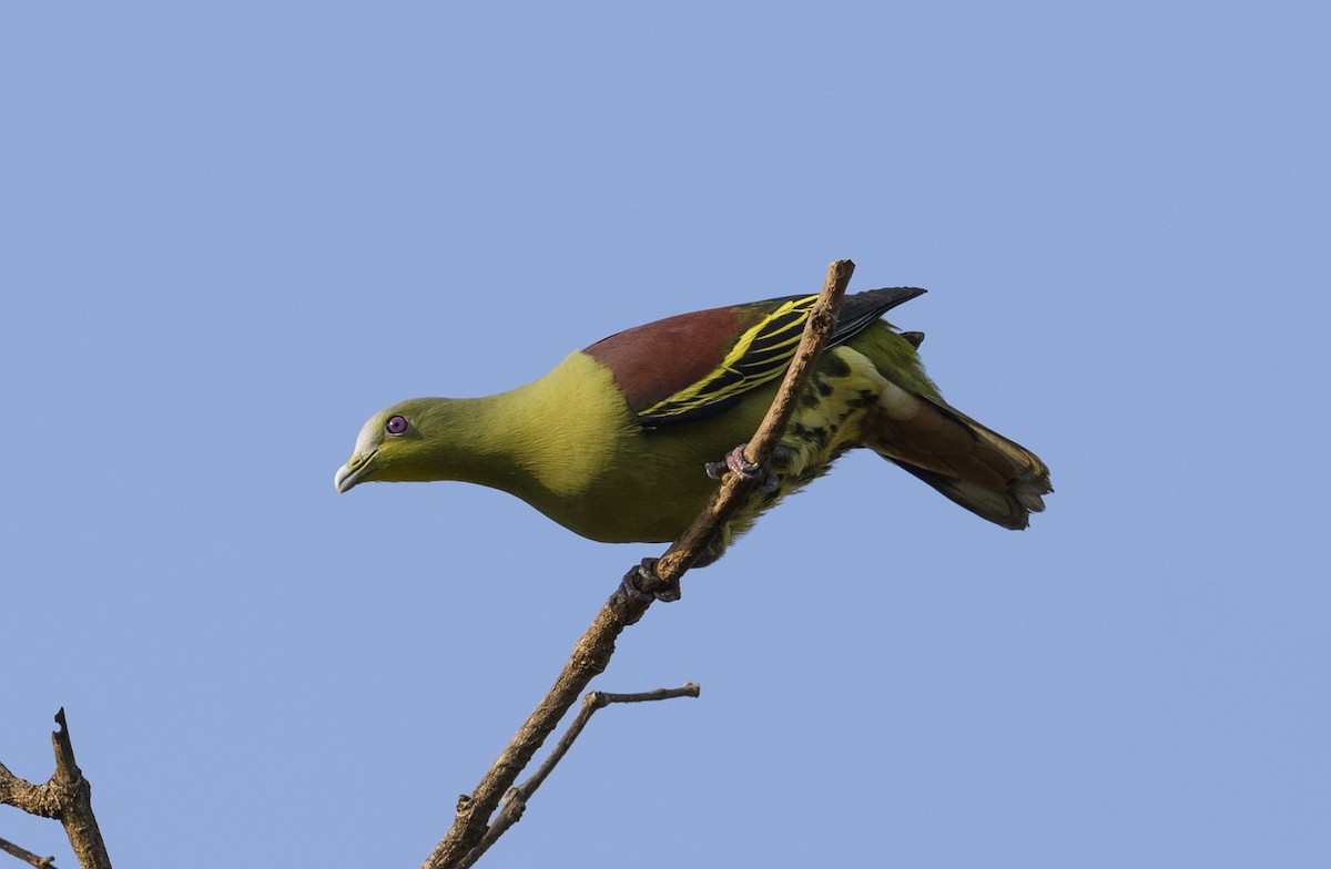 Gray-fronted Green-Pigeon - ML620716480