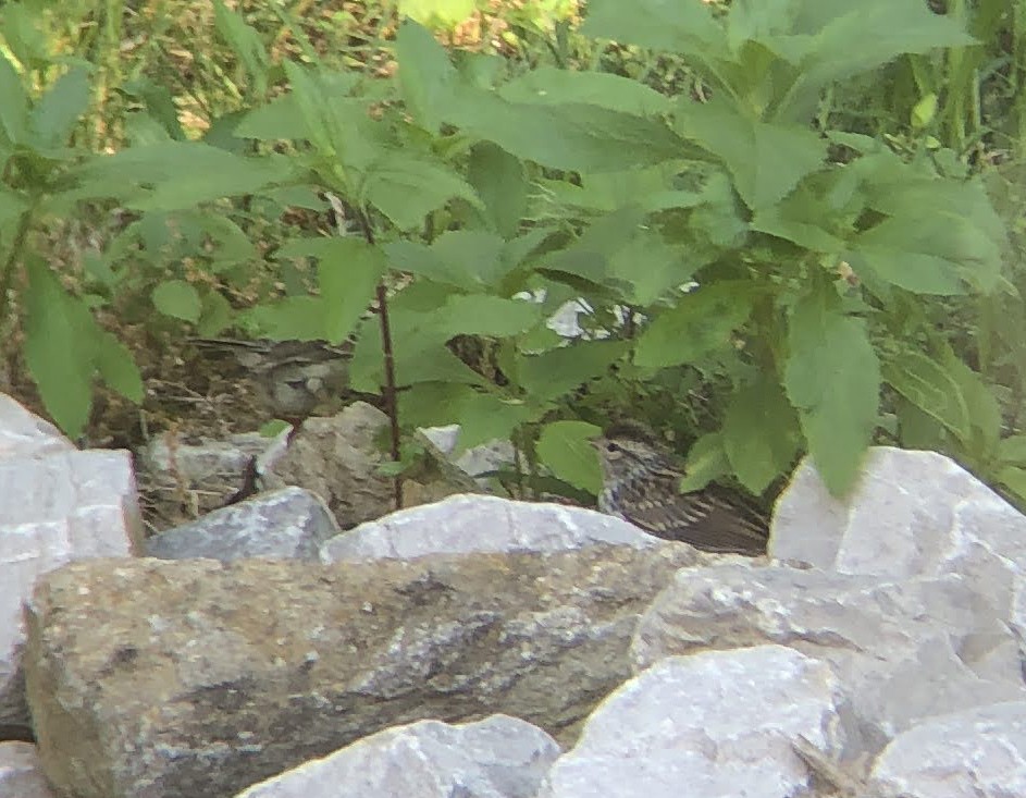 Chipping Sparrow - ML620716481