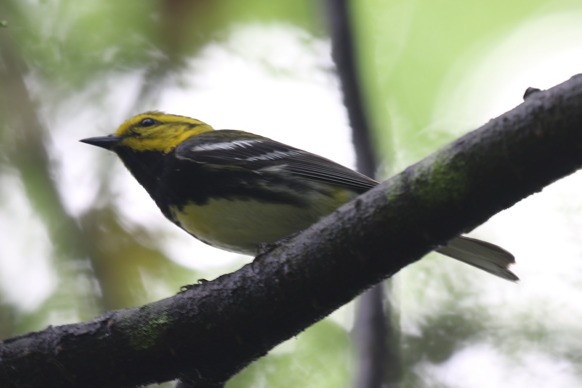 Black-throated Green Warbler - ML620716483