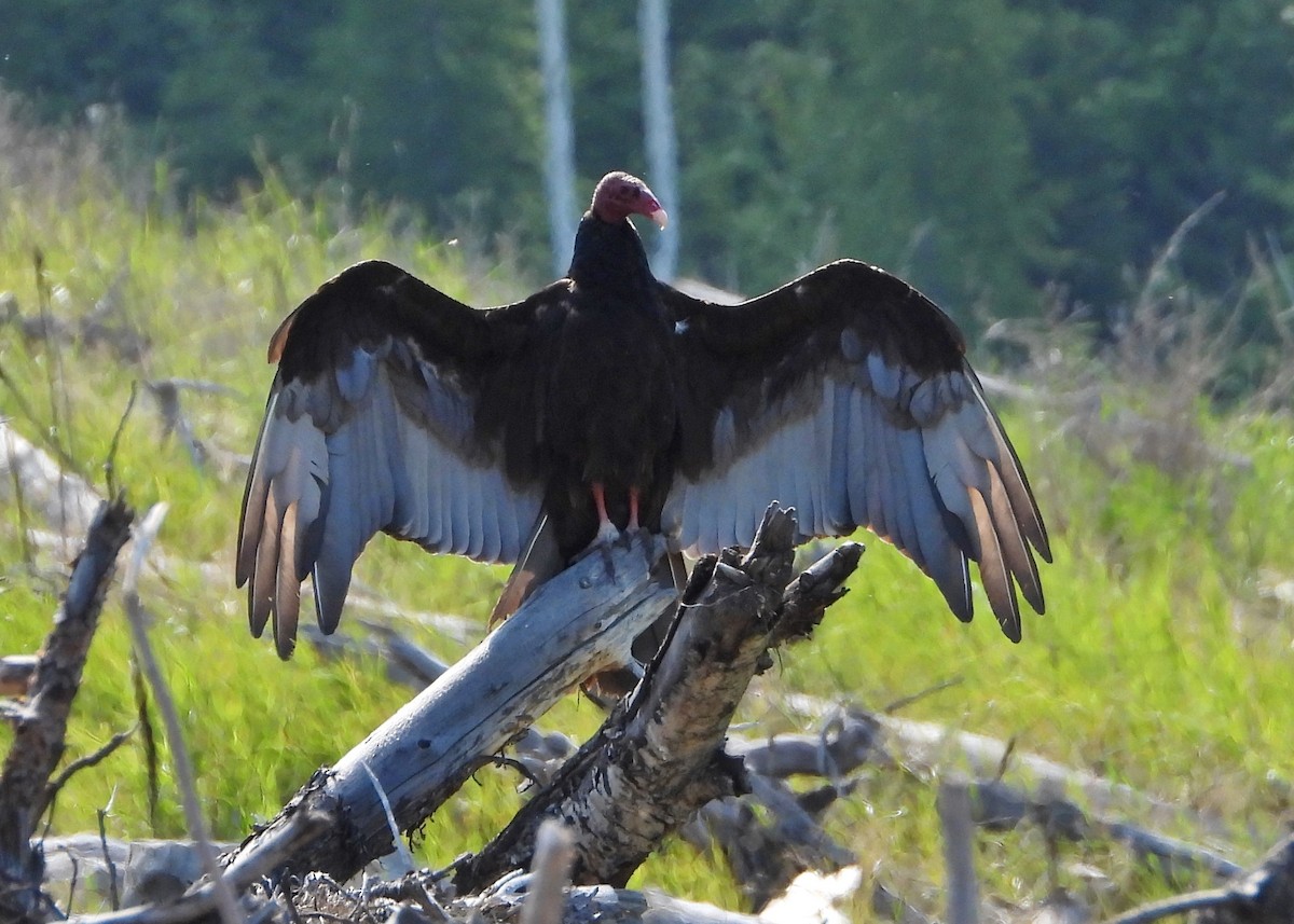 Turkey Vulture - ML620716484