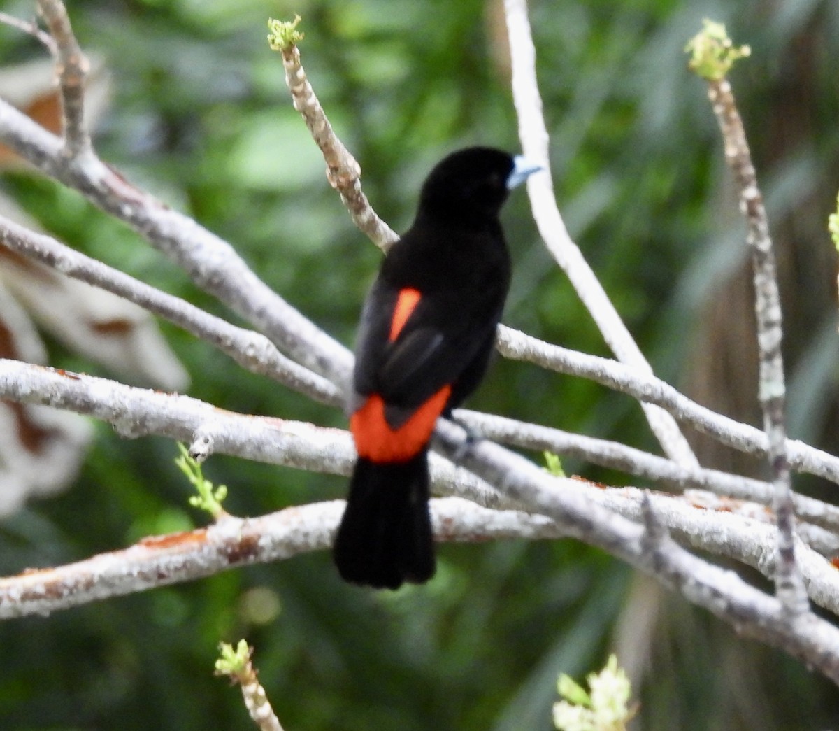 Scarlet-rumped Tanager - ML620716485
