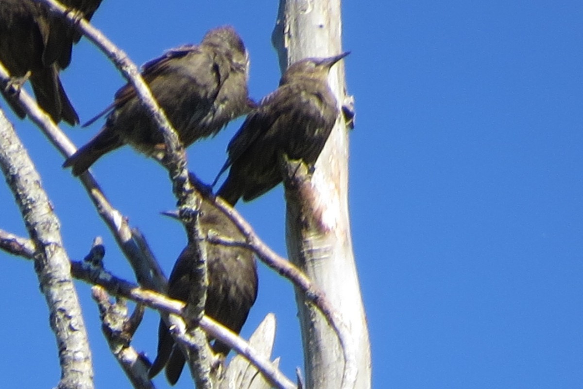 European Starling - ML620716486