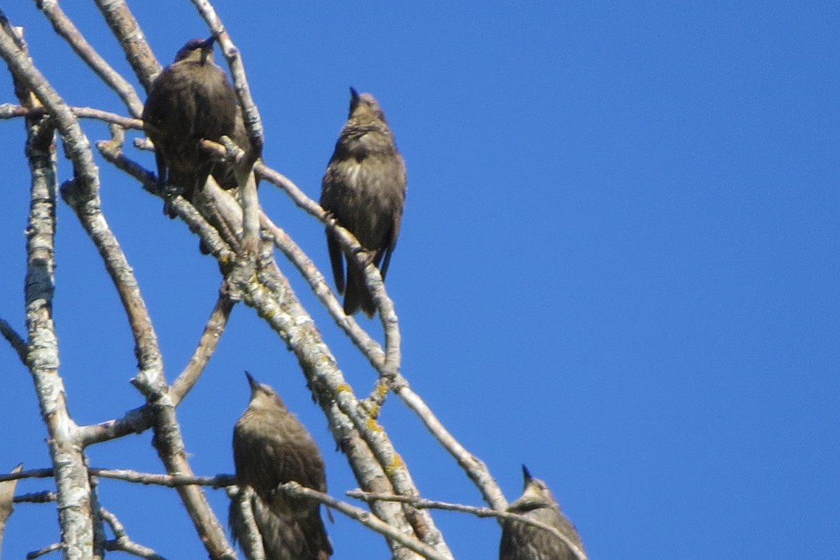 European Starling - ML620716488