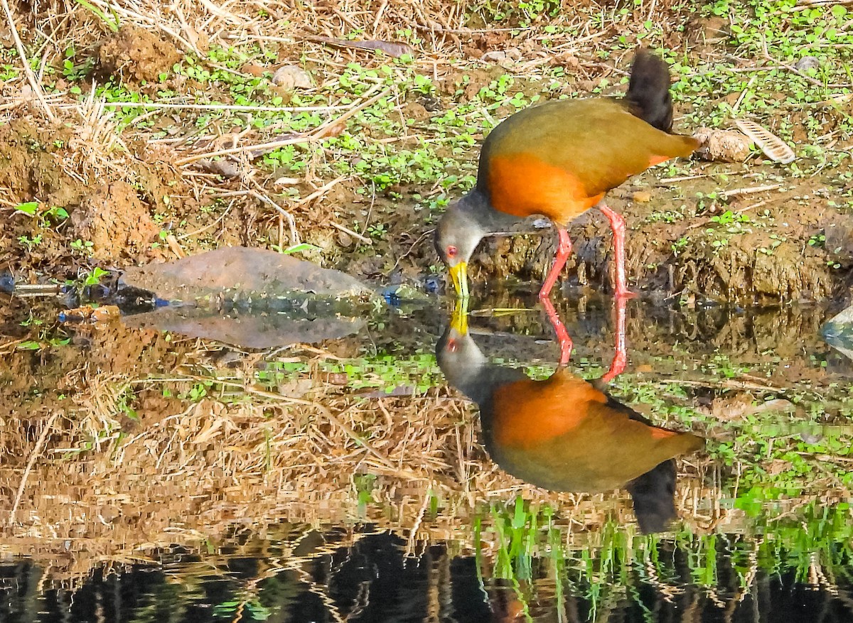 Gray-cowled Wood-Rail - ML620716490