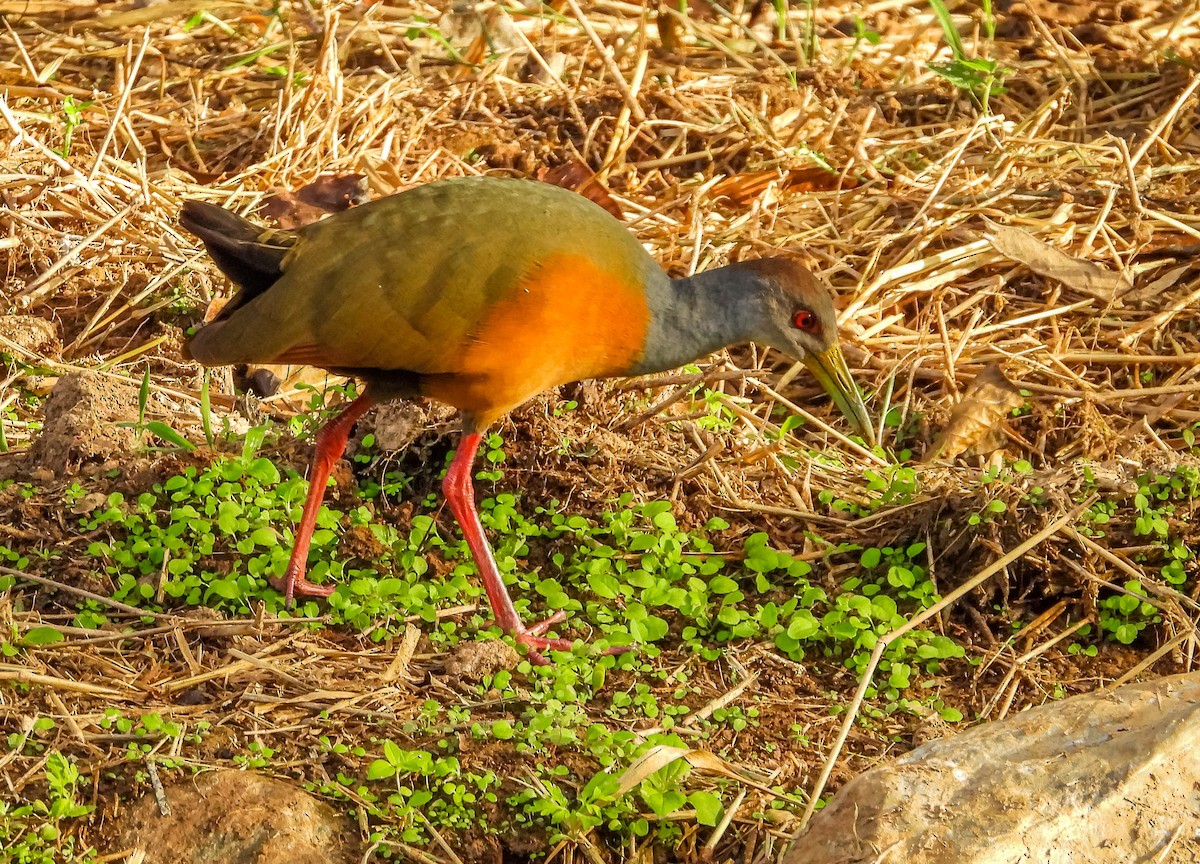 Gray-cowled Wood-Rail - ML620716491