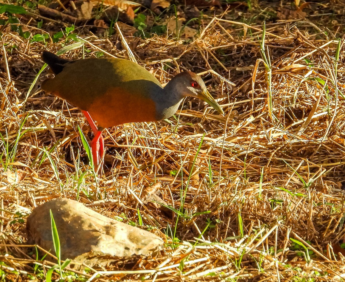 Gray-cowled Wood-Rail - ML620716493