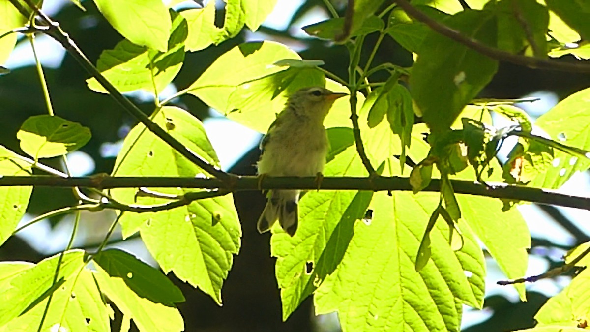 Sängervireo - ML620716494