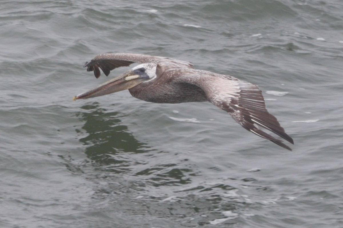 Brown Pelican - Shawn Miller