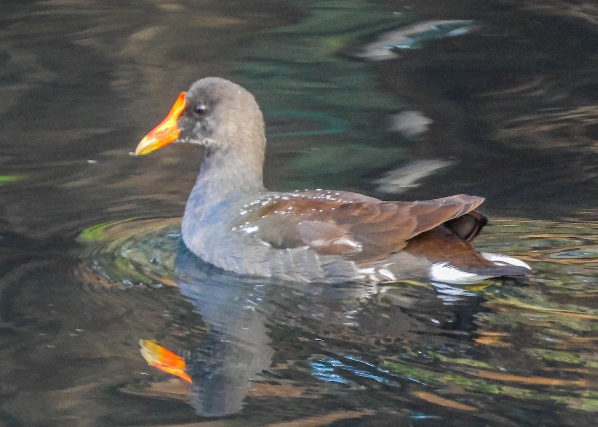 Common Gallinule - ML620716498