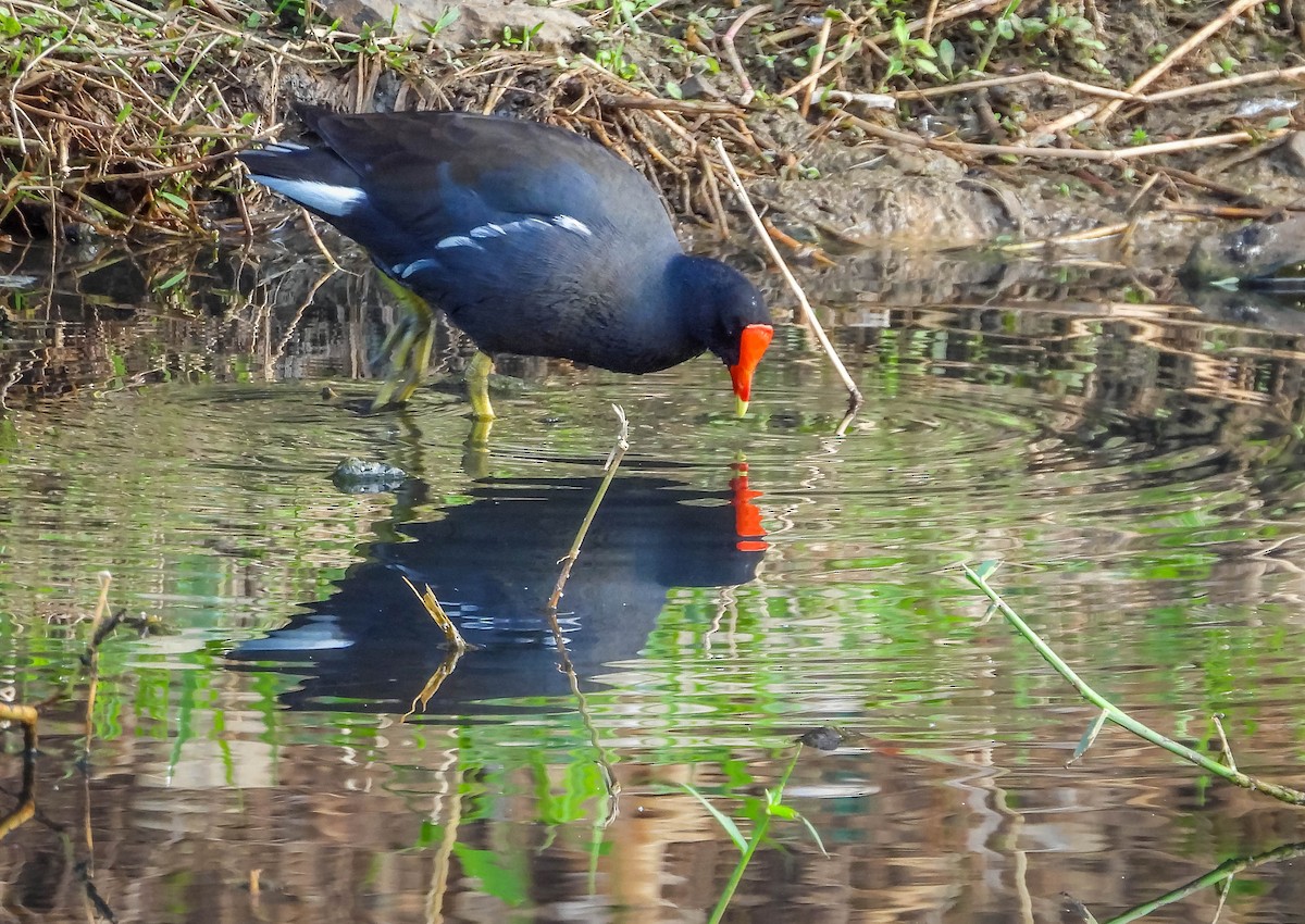 Common Gallinule - ML620716499