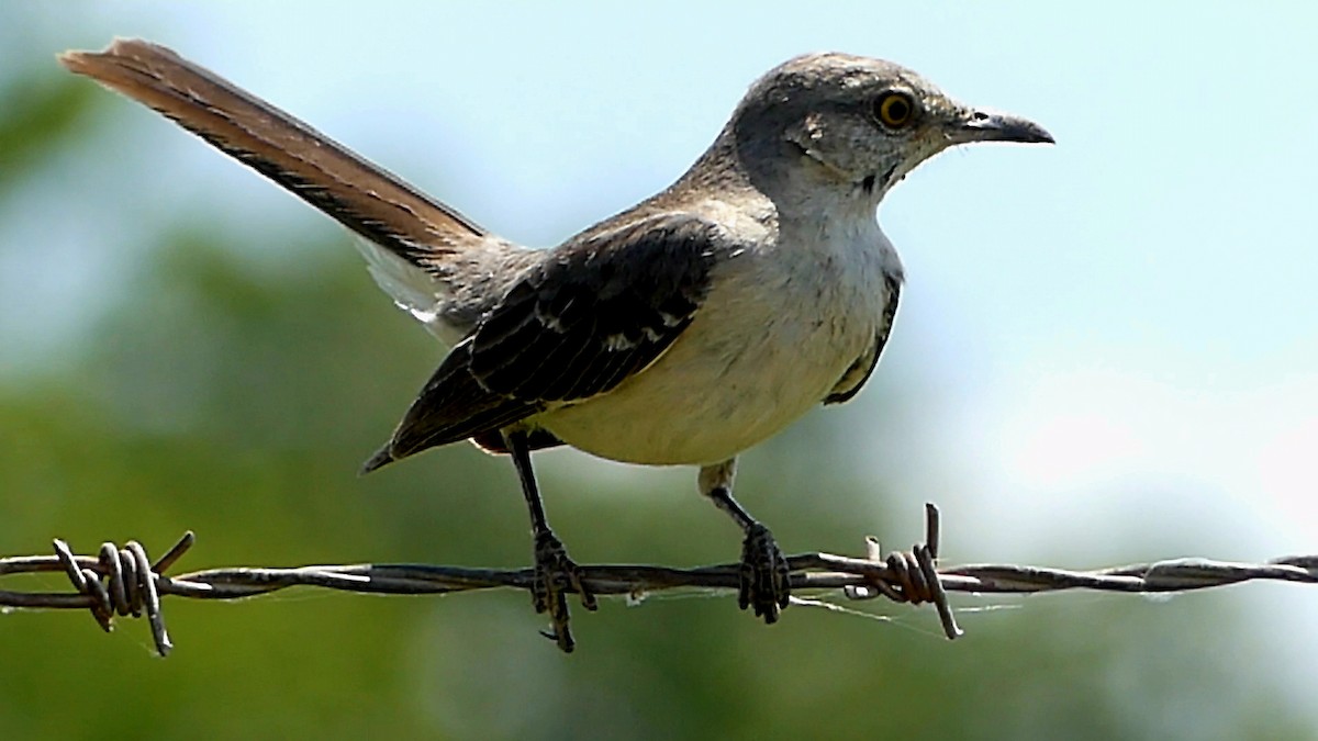 Northern Mockingbird - ML620716503