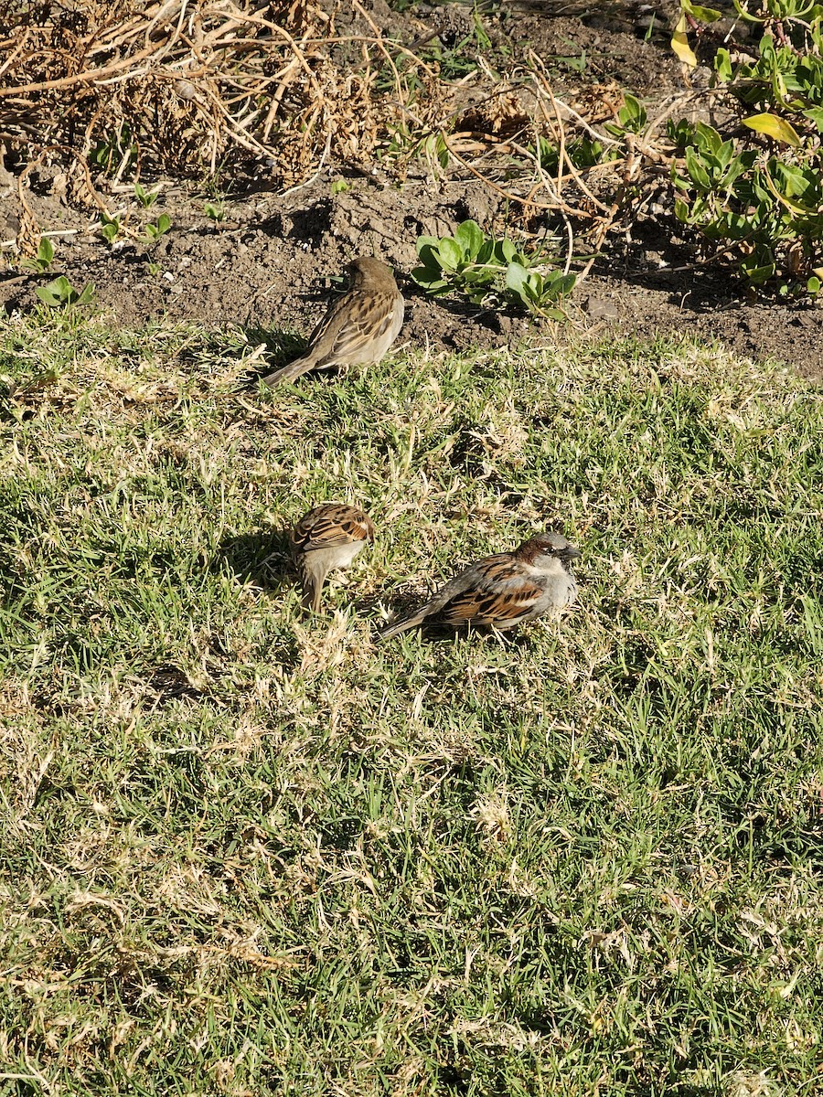 House Sparrow - ML620716504