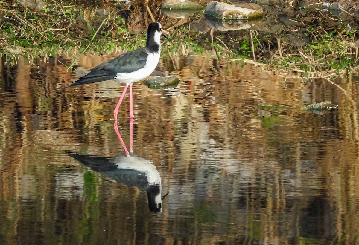 Black-necked Stilt - ML620716509